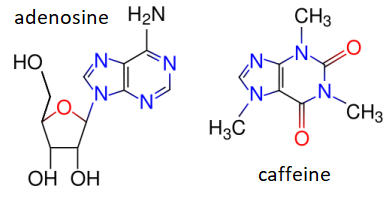adenosine and caffeine